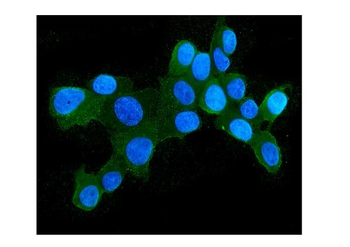 Hsp105/HSPH1 Antibody (monoclonal, 3D10)