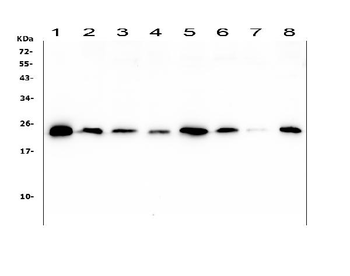 Ran Mouse Monoclonal Antibody