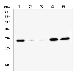 Ran Mouse Monoclonal Antibody