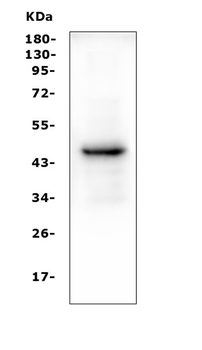 PAX5 Mouse Monoclonal Antibody