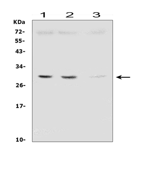 SDHB Mouse Monoclonal Antibody