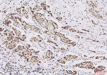 NRF1 Antibody (monoclonal, 2G4)