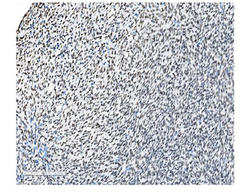 NRF1 Antibody (monoclonal, 2G4)