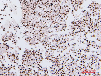 NRF1 Antibody (monoclonal, 2G4)
