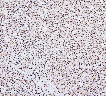 NRF1 Antibody (monoclonal, 2G4)