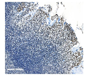 NRF1 Antibody (monoclonal, 2G4)