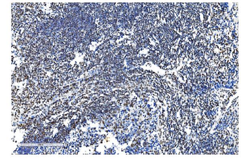 NRF1 Antibody (monoclonal, 2G4)