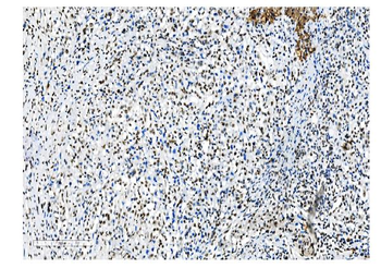 NRF1 Antibody (monoclonal, 2G4)