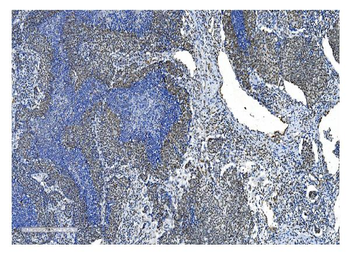 NRF1 Antibody (monoclonal, 2G4)