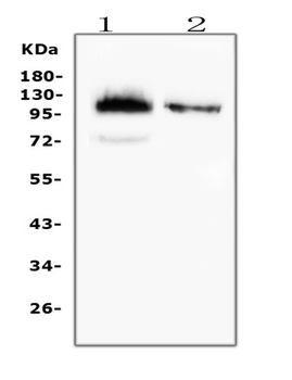 CD43/SPN Mouse Monoclonal Antibody