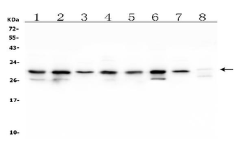 COMT Mouse Monoclonal Antibody