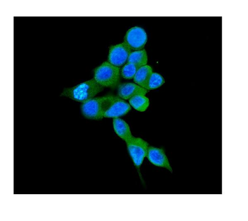 COMT Mouse Monoclonal Antibody