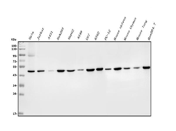 EIF4A1/2/3 Antibody