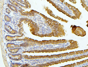 EIF4G1 Rabbit Polyclonal Antibody