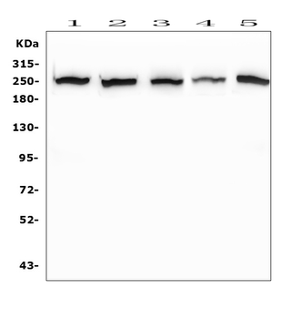 EIF4G1 Rabbit Polyclonal Antibody