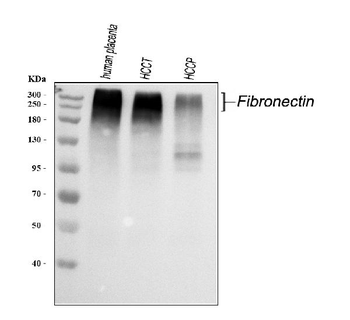 Fibronectin/FN1 Rabbit Polyclonal Antibody