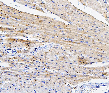 Connexin 43/GJA1 Rabbit Polyclonal Antibody