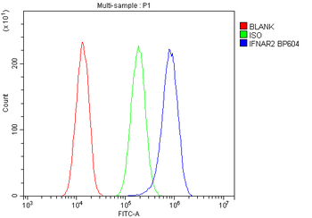 IFNAR2 Antibody