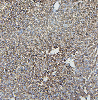 IFNAR2 Antibody
