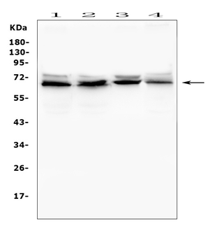 IFNAR2 Antibody