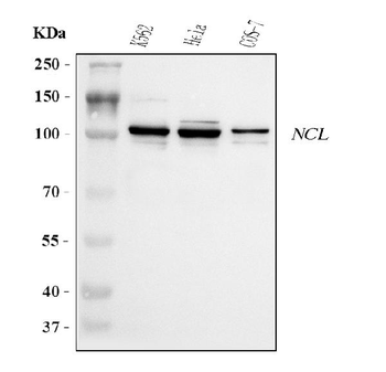 Nucleolin/NCL Rabbit Polyclonal Antibody