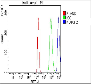 NOTCH2 Rabbit Polyclonal Antibody