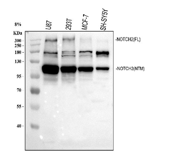 NOTCH2 Rabbit Polyclonal Antibody