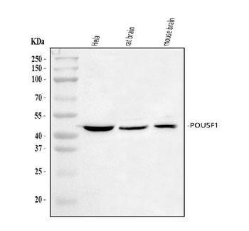 Oct4/POU5F1 Rabbit Polyclonal Antibody