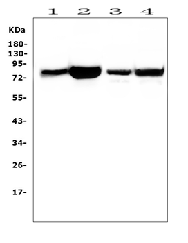PKC delta/PRKCD Rabbit Polyclonal Antibody