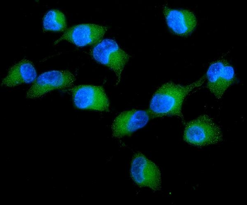 PKC delta/PRKCD Rabbit Polyclonal Antibody
