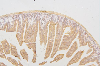 PKC delta/PRKCD Rabbit Polyclonal Antibody