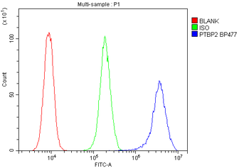 PTBP2 Rabbit Polyclonal Antibody