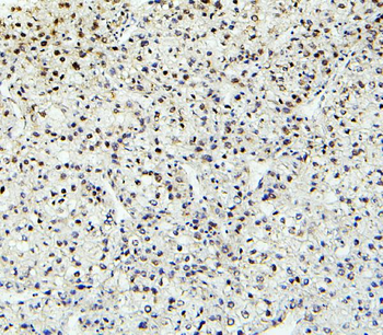 PTBP2 Rabbit Polyclonal Antibody