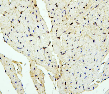 PTBP2 Rabbit Polyclonal Antibody
