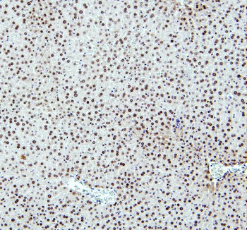 PTBP2 Rabbit Polyclonal Antibody