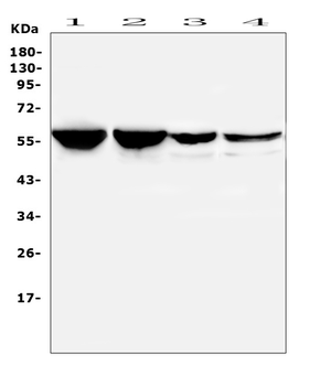 PTBP2 Rabbit Polyclonal Antibody