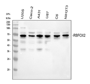 Fox2/RBM9/RBFOX2 Rabbit Polyclonal Antibody