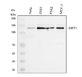 SIRT1 Rabbit Polyclonal Antibody