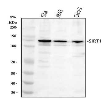 SIRT1 Rabbit Polyclonal Antibody