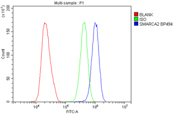 SMARCA2/BRM Antibody