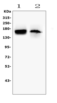 TIE2/TEK Antibody