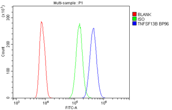 BAFF/TNFSF13B Rabbit Polyclonal Antibody