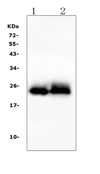Troponin I fast skeletal muscle/TNNI2 Antibody