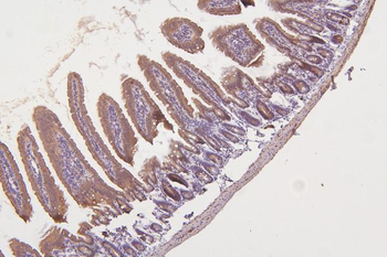 Thioredoxin 2/TXN2 Antibody