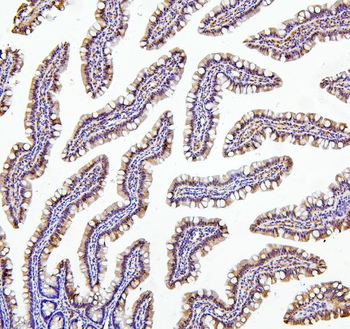 Thioredoxin 2/TXN2 Antibody