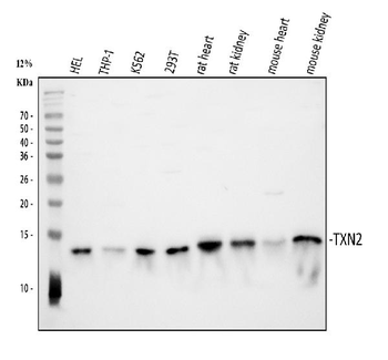 Thioredoxin 2/TXN2 Antibody