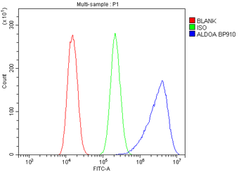 Aldolase/ALDOA Rabbit Polyclonal Antibody