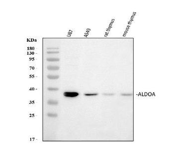 Aldolase/ALDOA Rabbit Polyclonal Antibody