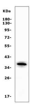 Apolipoprotein L1/APOL1 Rabbit Polyclonal Antibody