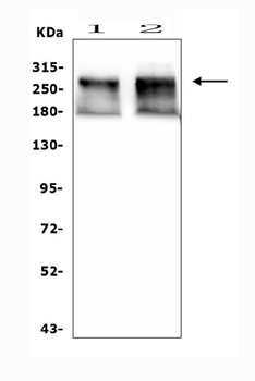 ATRX Antibody